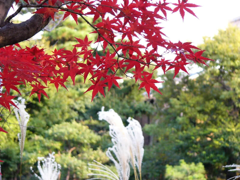 渉成園の紅葉とすすき