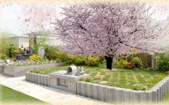 桜をシンボルツリーとした樹木葬の写真